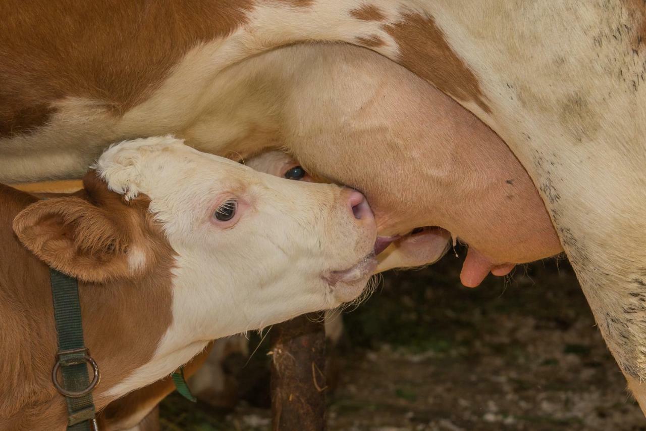 Farm Holidays Povsin Bled Luaran gambar